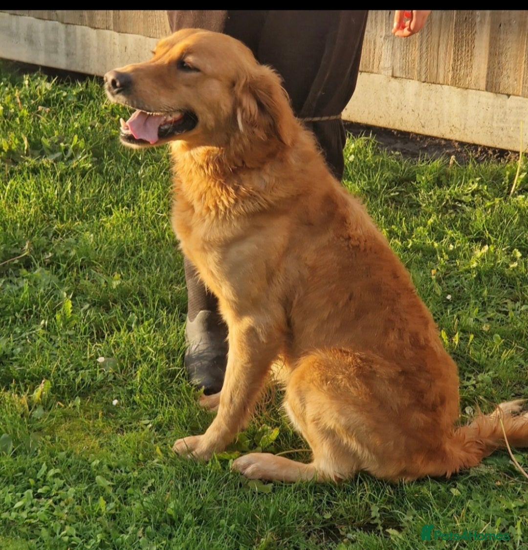 Goldador dogs for sale: 🧡 beautiful chunky goldador puppies 🧡 - Image 10