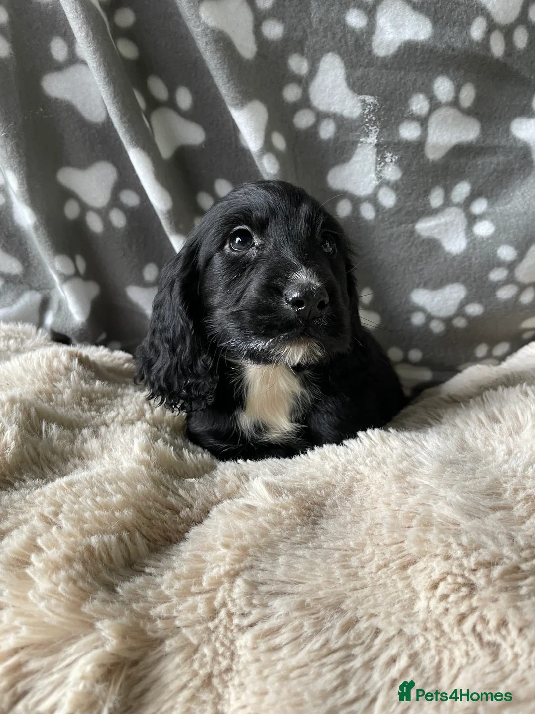 Cocker Spaniel dogs for sale: Working cocker spaniels  - Advert 7