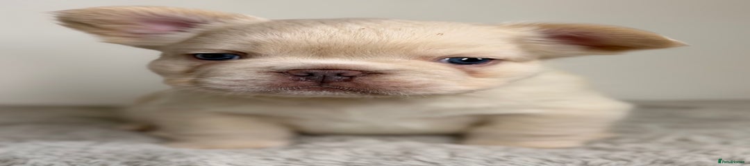 French Bulldog Puppy 3