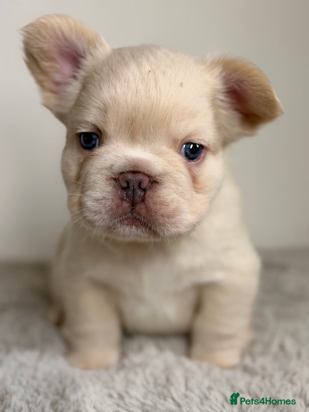 French Bulldog dogs for sale: Full visual outstanding fluffy frenchies - Advert 18