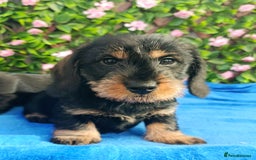 Miniature Dachshund dogs for sale: STUNNING SHOW QUALITY MINI WIRES PRA LAFORA CLEAR - Advert 4