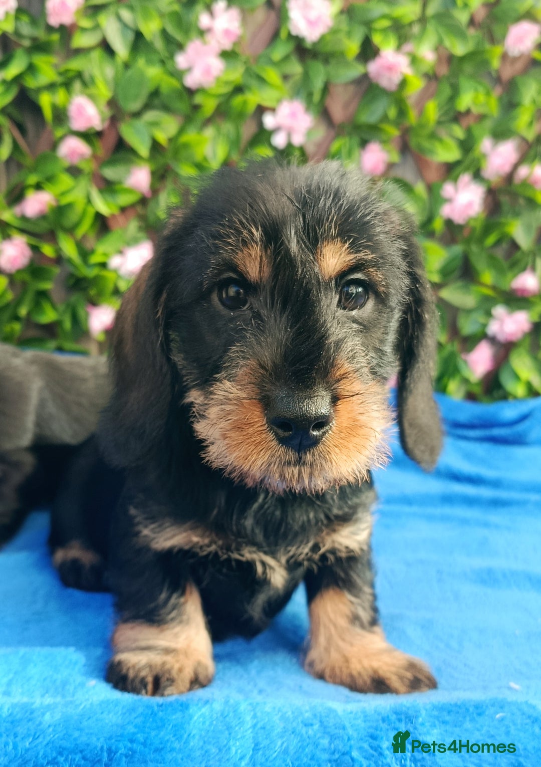 Miniature Dachshund dogs for sale: STUNNING SHOW QUALITY MINI WIRES PRA LAFORA CLEAR - Advert 4