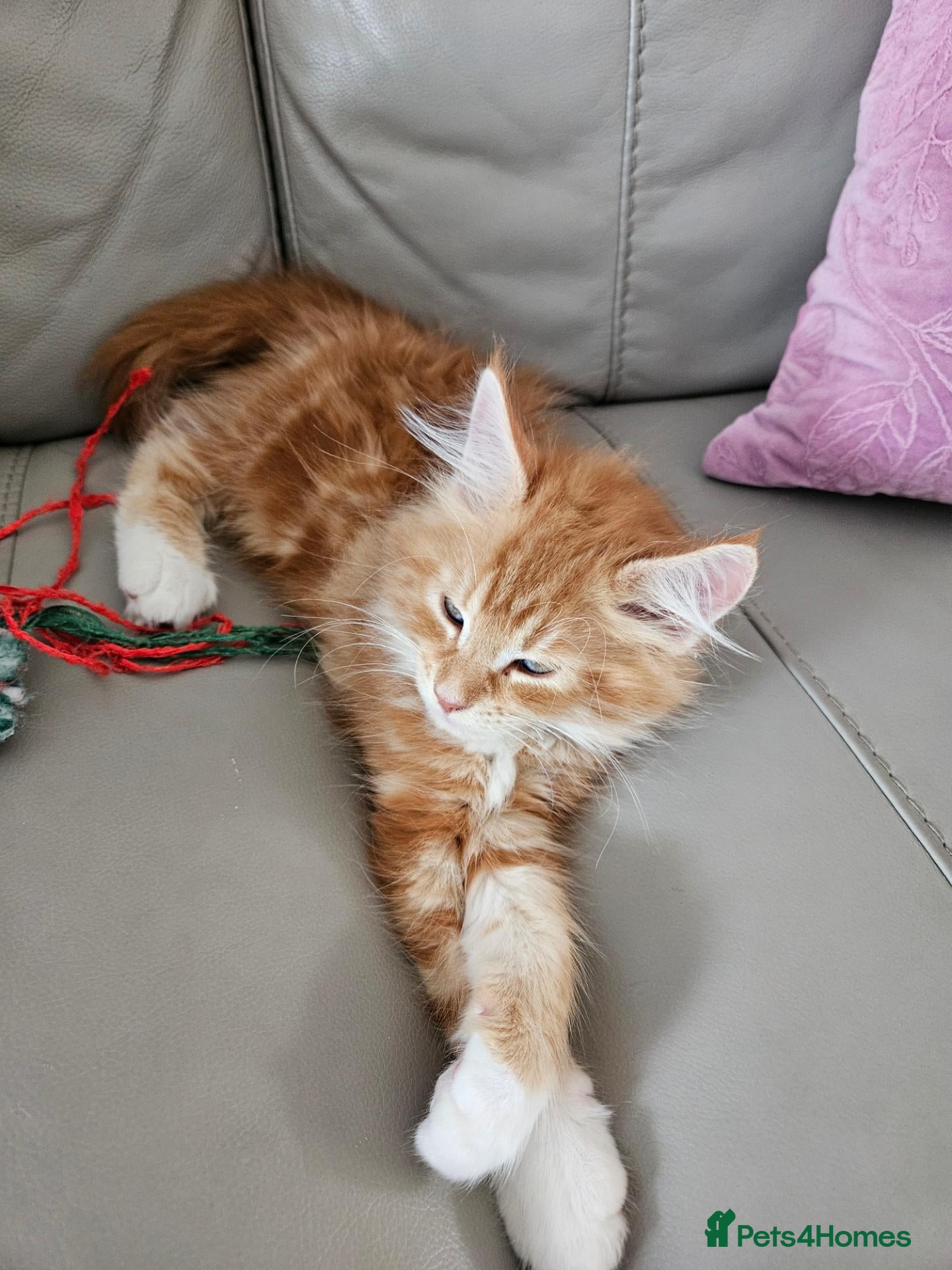 Maine Coon cats Exceptionally beautiful  blue-eyed main coon  - Advert 1