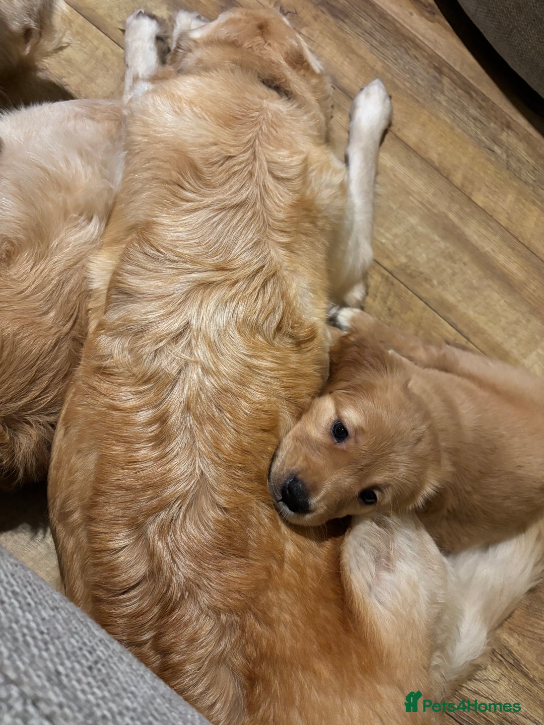 Golden Retriever dogs for sale: Beautiful Golden Retriever puppies  - Advert 26