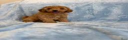 Toy Poodle dogs for sale: Beautiful health tested toy poodles  - Advert 29