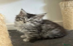 Maine Coon cats for sale: Stunning Mainecoon Kittens - Image 7