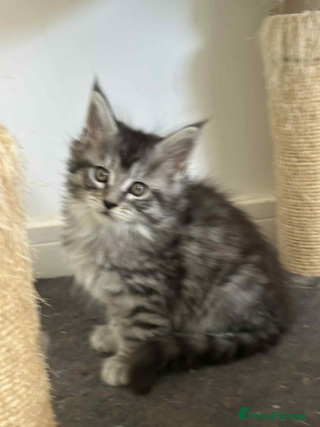 Maine Coon cats for sale: Stunning Mainecoon Kittens - Image 7