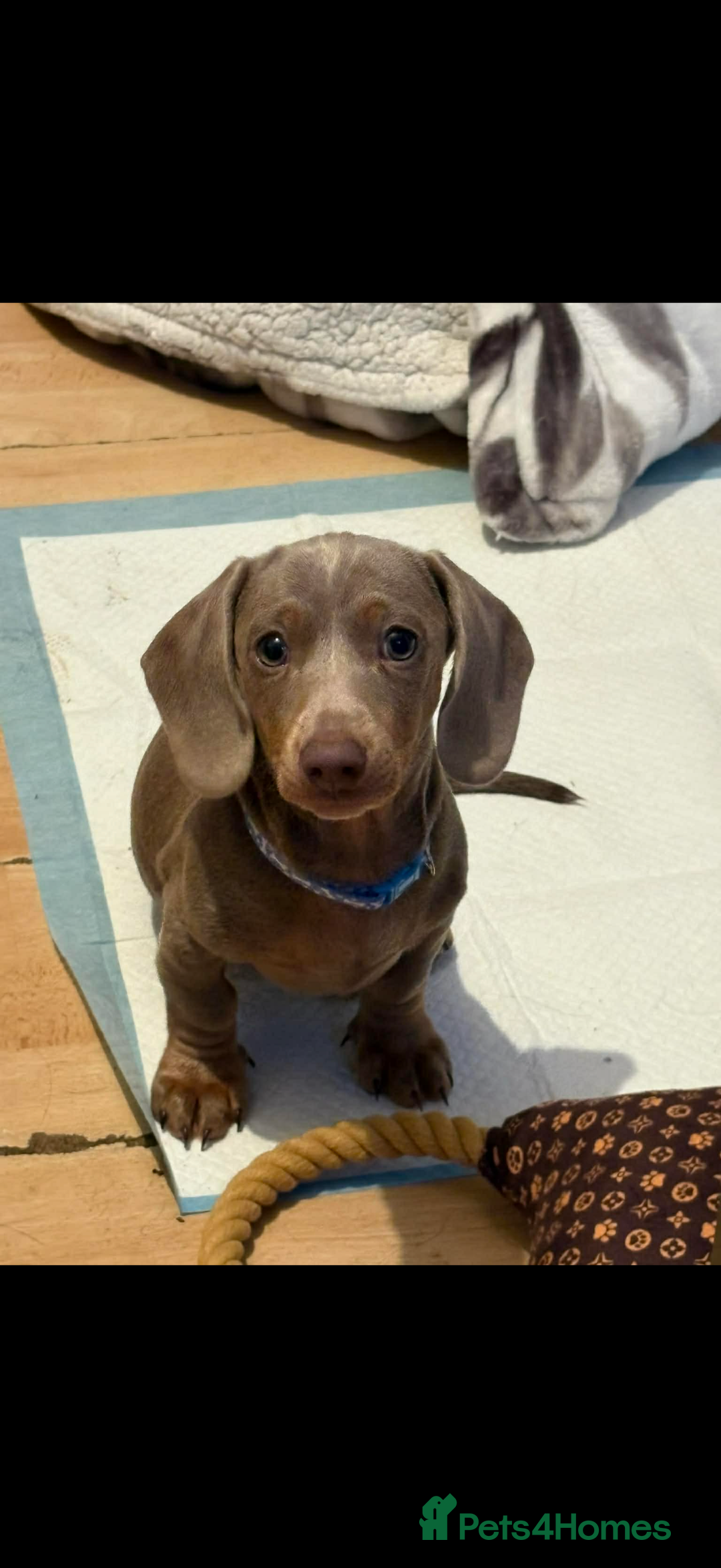Miniature Dachshund dogs for sale: Male Miniature Dachshund  - Advert 3