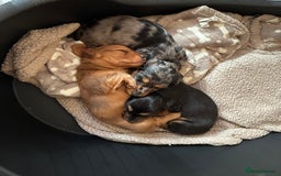 Dachshund dogs for sale: KC reg PRA clear gorgeous puppies - Image 8
