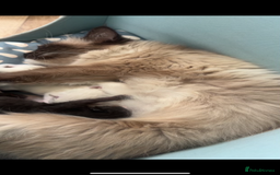 Bombay cats for sale: ragdoll mix (last of litter) 🐾 - Advert 1