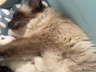 Bombay cats ragdoll mix (last of litter) 🐾 - Advert 6