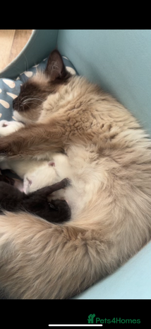 Bombay cats ragdoll mix (last of litter) 🐾 - Advert 1