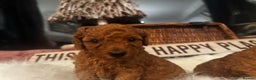 Miniature Poodle dogs for sale: KC Miniature Poodles- Bred for your family…   - Advert 1