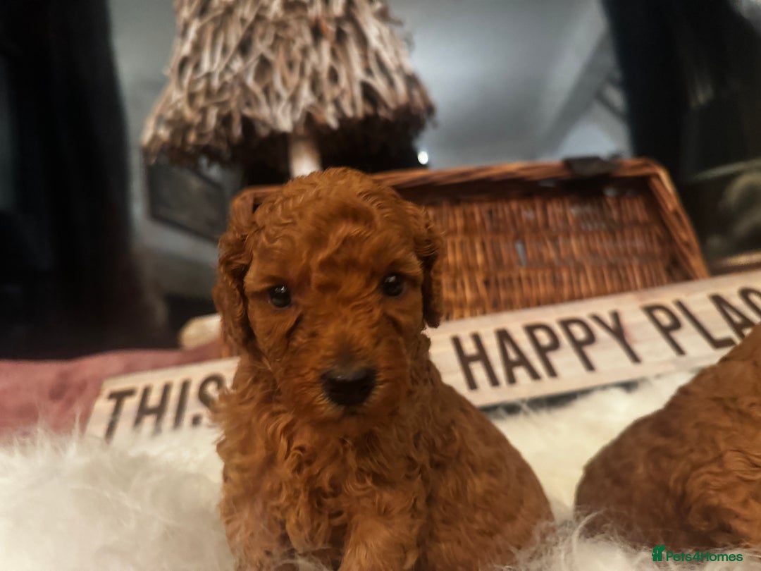 Miniature Poodle dogs for sale: KC Miniature Poodles- Bred for your family…   - Advert 1
