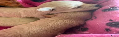 Maltipoo 3