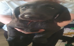 Labradoodle dogs for sale: ☆Ready to leave☆ CHUNKY PUPPIES ☆ - Advert 25