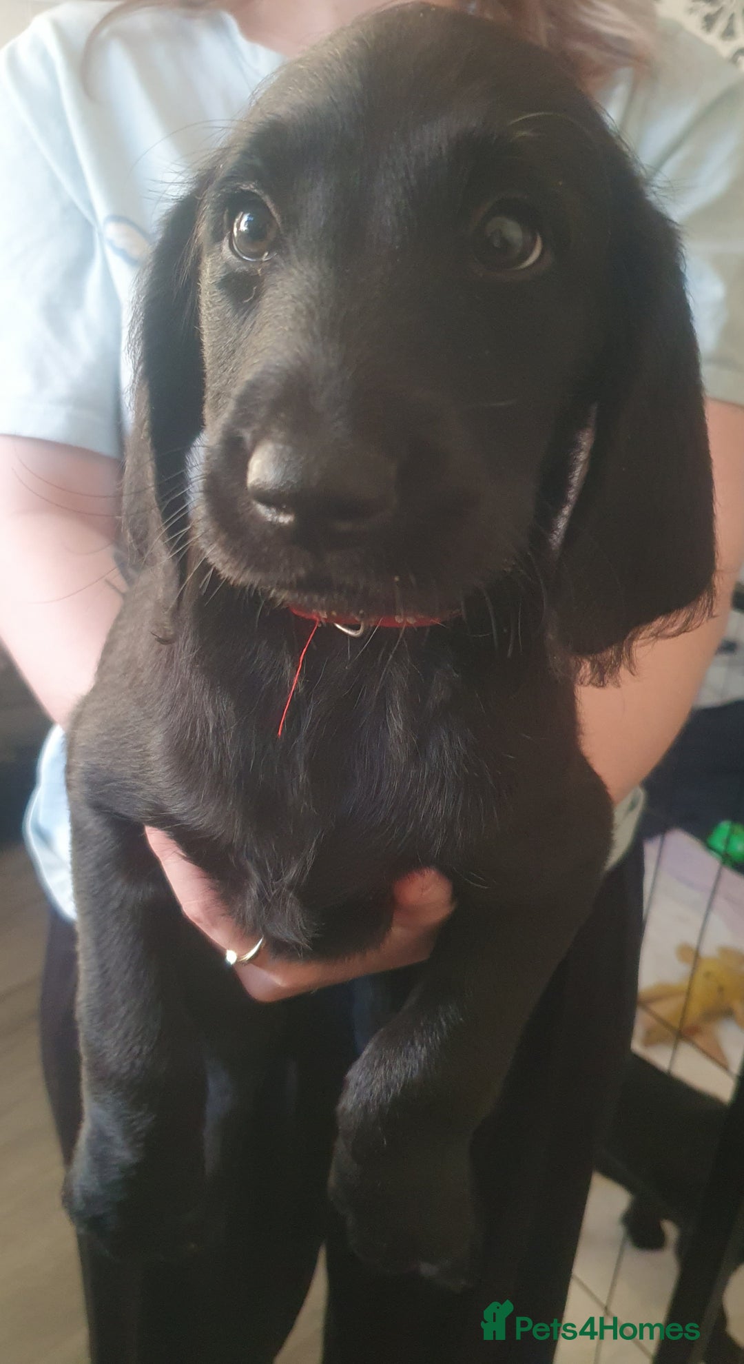 Labradoodle dogs for sale: ☆Ready to leave☆ CHUNKY PUPPIES ☆ - Advert 25