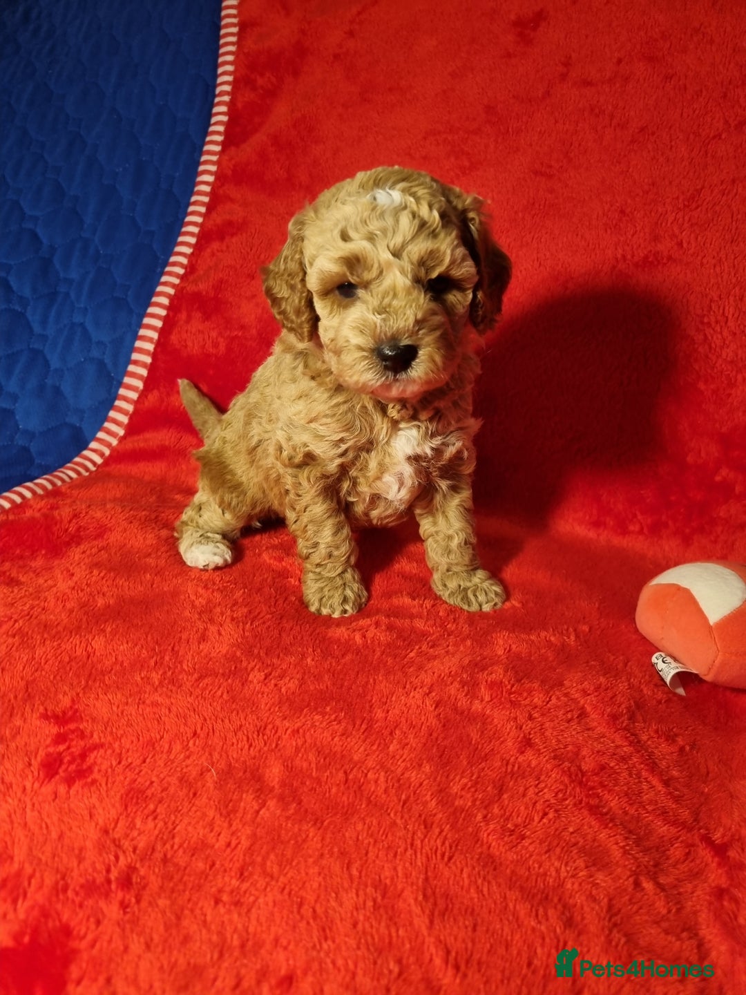 Miniature Poodle dogs for sale: Championline Miniature Poodle exceptional puppy. - Advert 17
