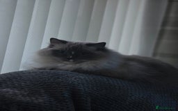 Ragdoll cats for sale: 5 year old ragdoll  - Advert 3