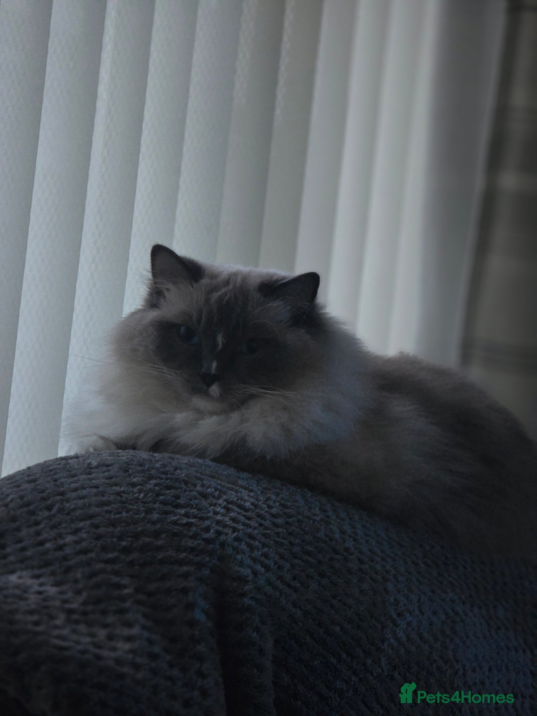 Ragdoll cats for sale: 5 year old ragdoll  - Advert 3