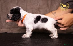 Cocker Spaniel dogs for sale: BEAUTIFUL SHOW TYPE BLUE ROANS - Image 11