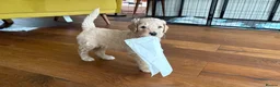 Goldendoodle dogs for sale: LAST THREE! Golden doodle pups from a loving home - Advert 23