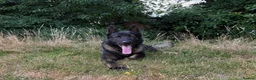 German Shepherd dogs for sale: Stunning kc male  - Advert 2