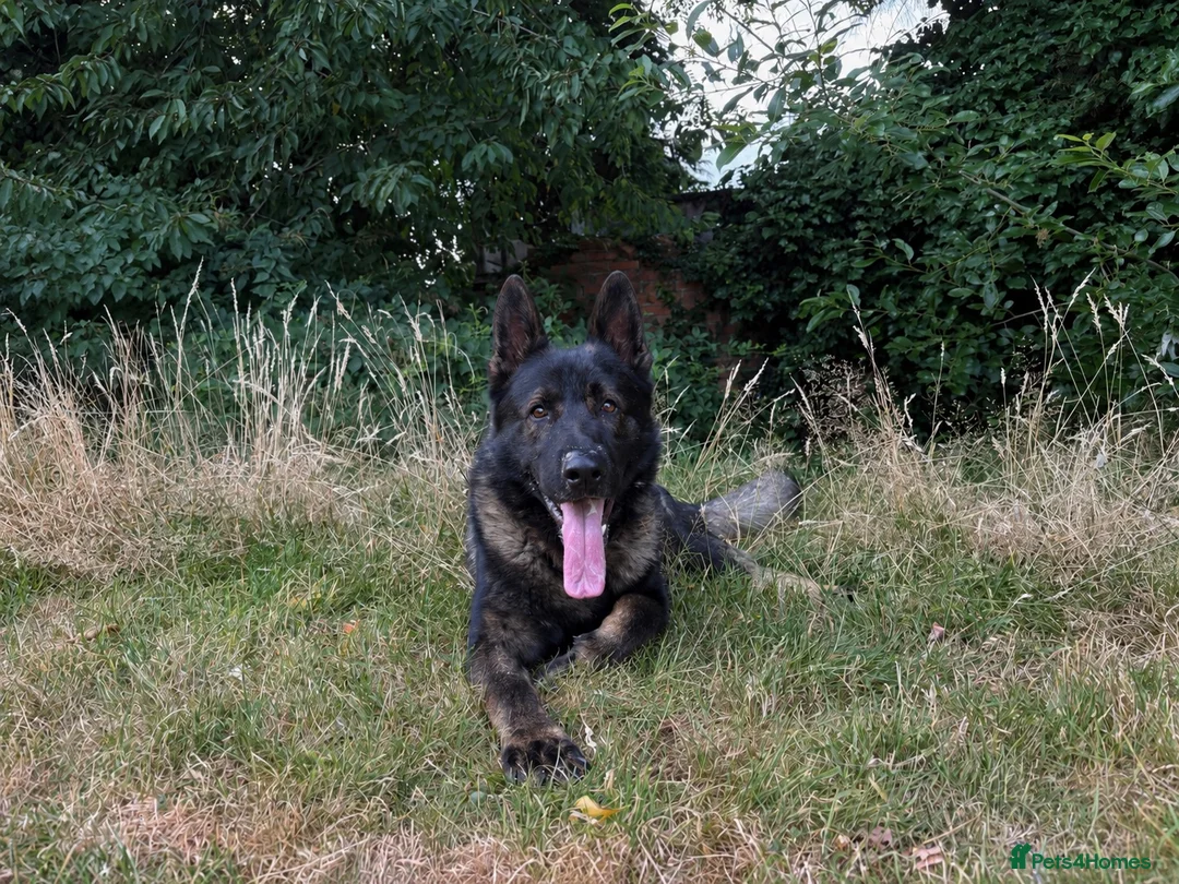German Shepherd dogs for sale: Stunning kc male  - Advert 2