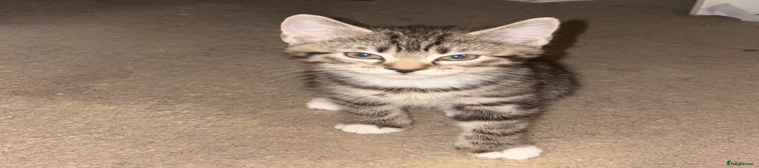 Tabby boy
