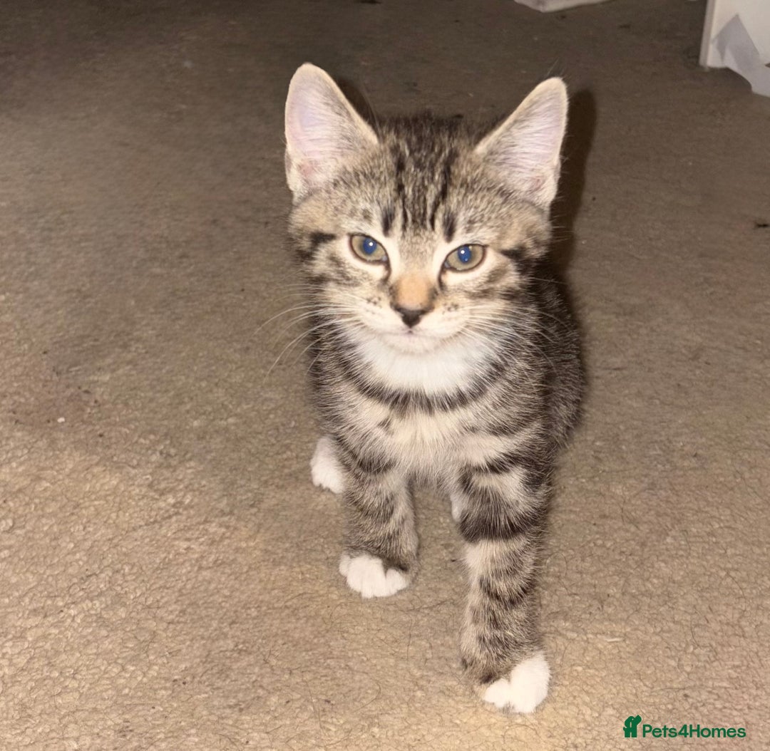 Mixed Breed cats for sale: 4 cheeky kittens ready for their new homes  - Image 5