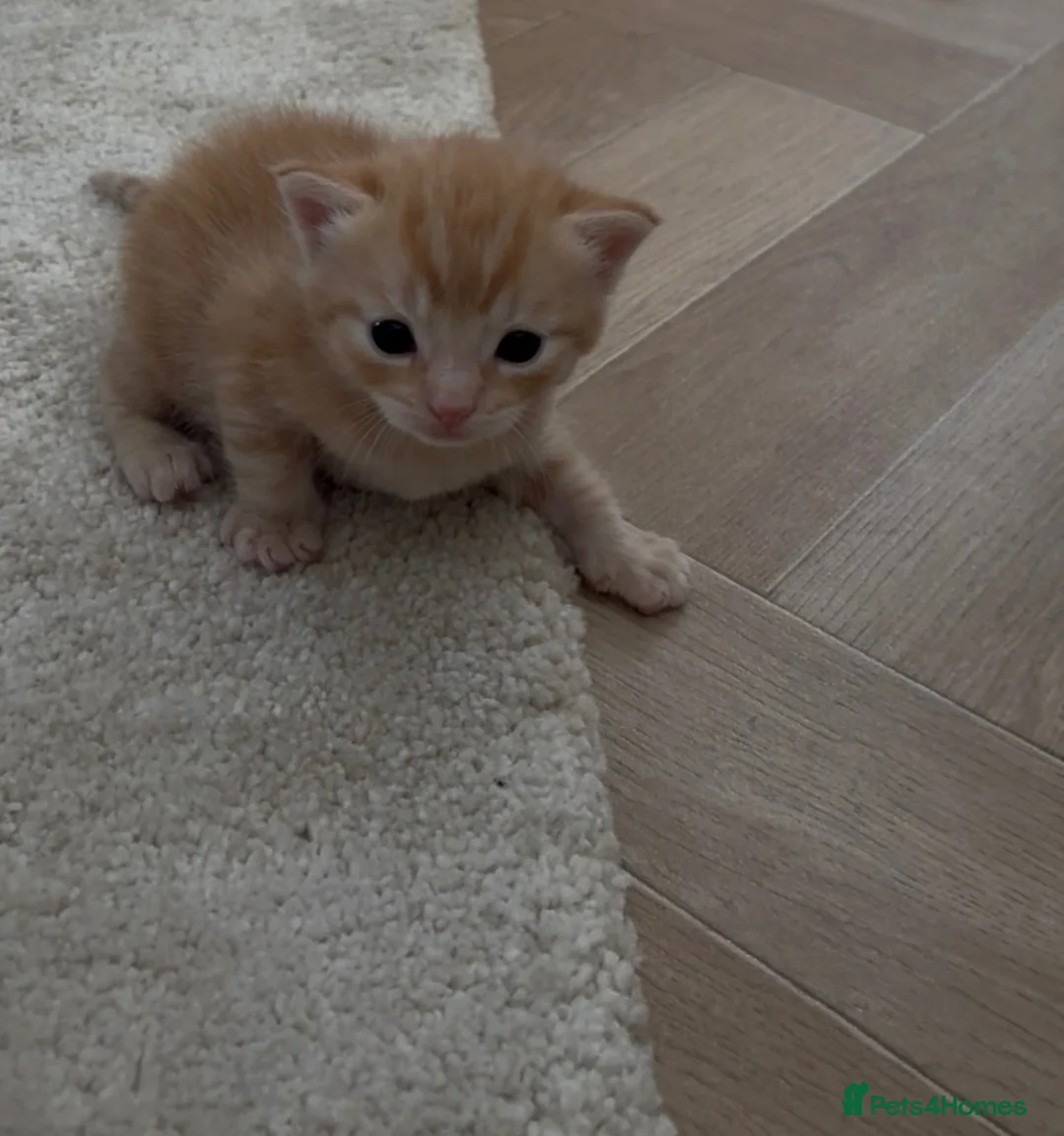Mixed Breed cats for sale: Adorable ginger Tabby Kitten in Whitley Bay - Advert 5