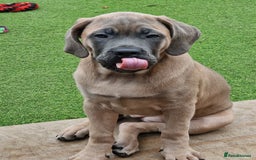Cane Corso dogs for sale: Excellent Bloodline cane corso puppies ready now - Image 8