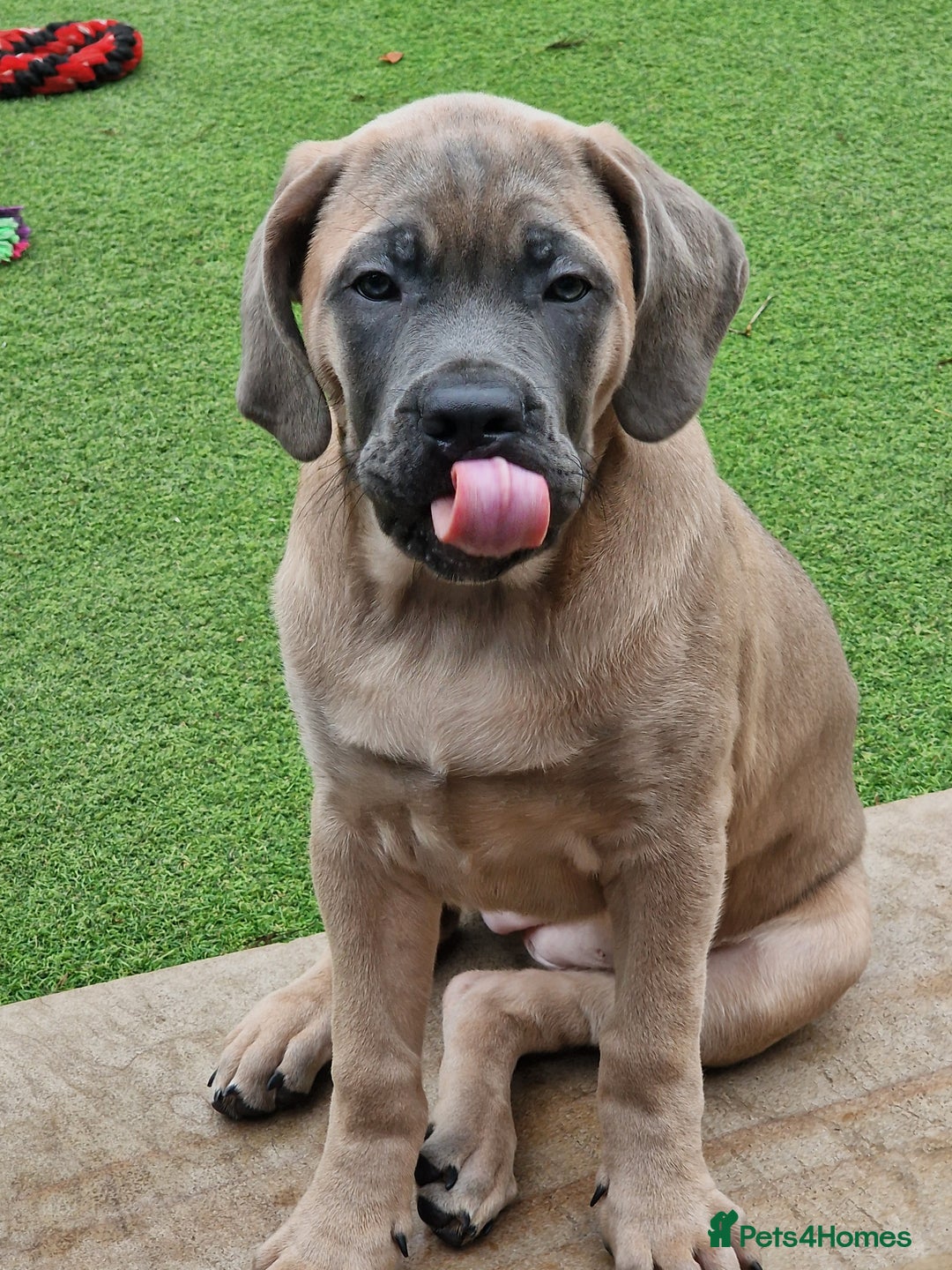 Cane Corso dogs for sale: Excellent Bloodline cane corso puppies ready now - Image 8