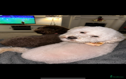 Miniature Poodle dogs for sale: Miniature poodle puppies DUE 8th DEC - Image 5