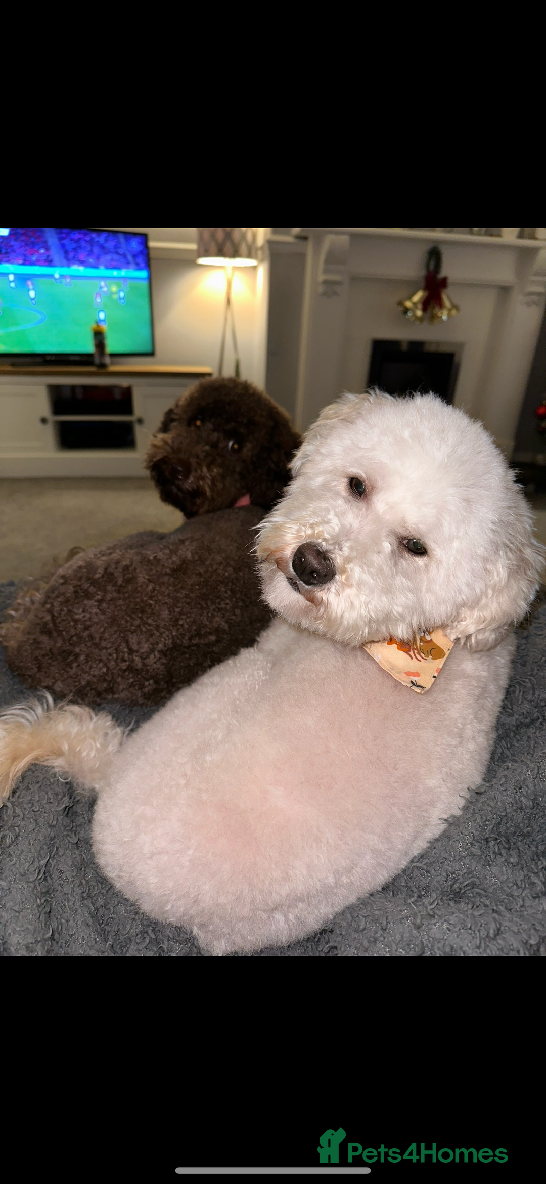 Miniature Poodle dogs for sale: Miniature poodle puppies DUE 8th DEC - Image 5