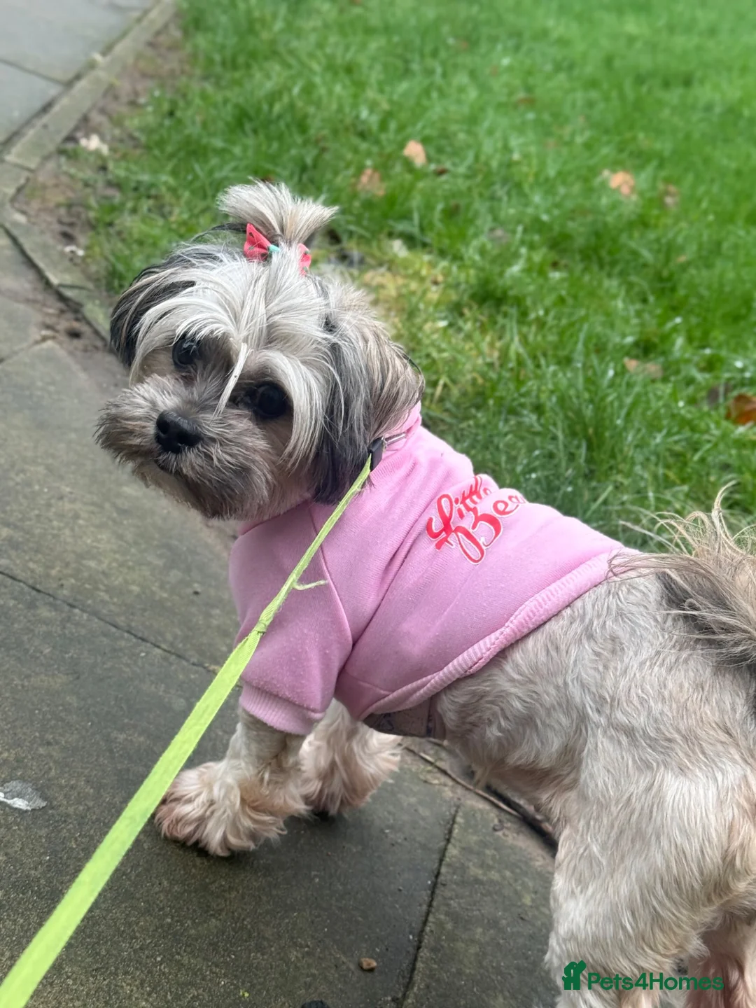 Lhasa Apso dogs for sale: Puppies lhasa appso in Shipley - Advert 1
