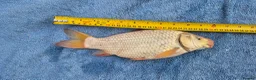 Koi Carp fish for sale: 30cm / 11" White 4yr old Koi Carp fish - Tonbridge in Tonbridge - Advert 3