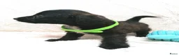 Jackapoo dogs for sale: 7 Beautiful Jackapoo puppies  - Advert 11