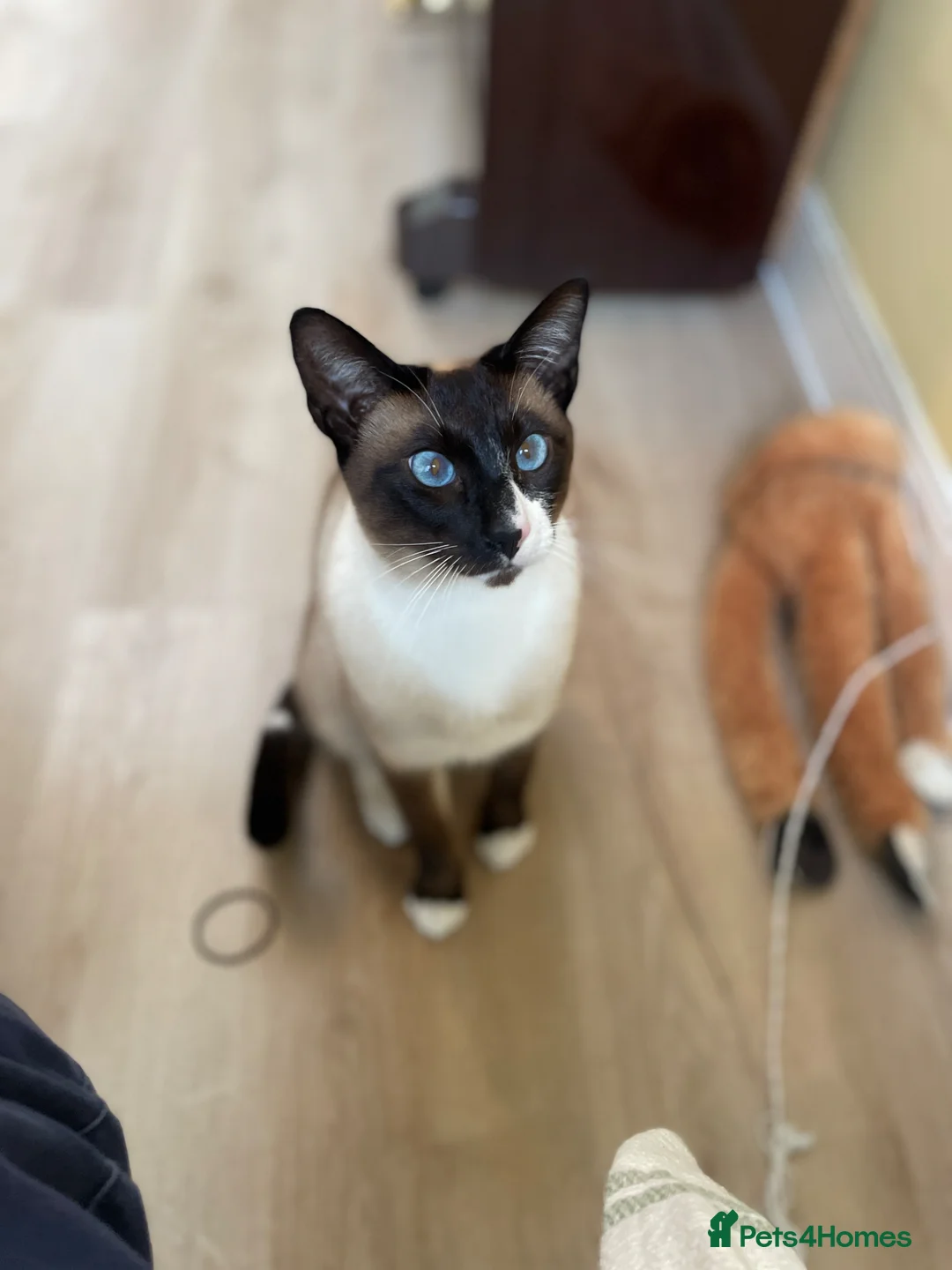 Tonkinese cats for sale: Adult Tonkinese Male - Advert 1