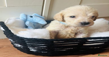 Labradoodle dogs - Advert 9