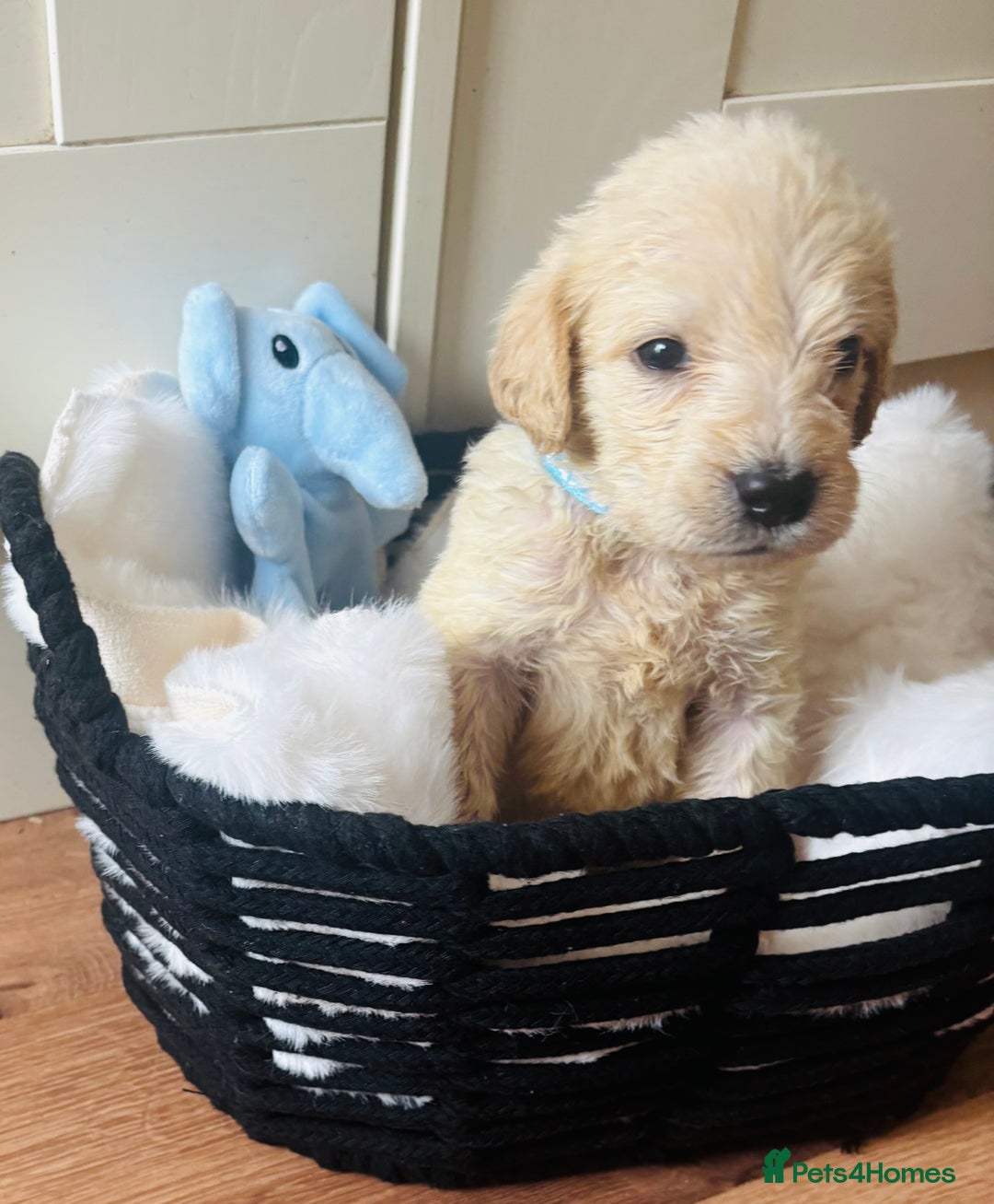 Labradoodle dogs for sale: F1 Labradoodles  - Image 3