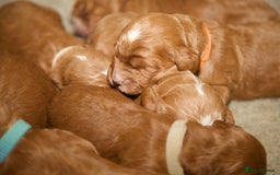 Cockapoo dogs for sale: Gorgeous Fox Red Cockapoo Puppies avail 15/12/25 - Image 9