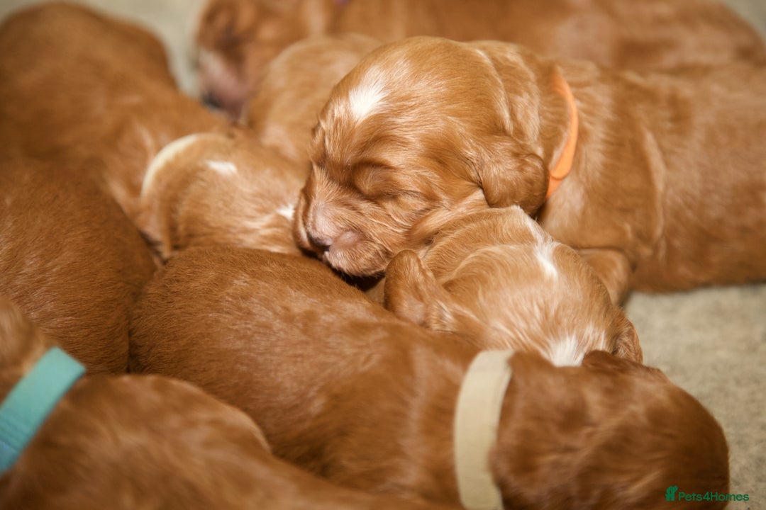 Cockapoo dogs for sale: Gorgeous Fox Red Cockapoo Puppies avail 15/12/25 - Image 9
