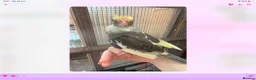 Cockatiels birds for sale: Baby cocktails for sale - Advert 9