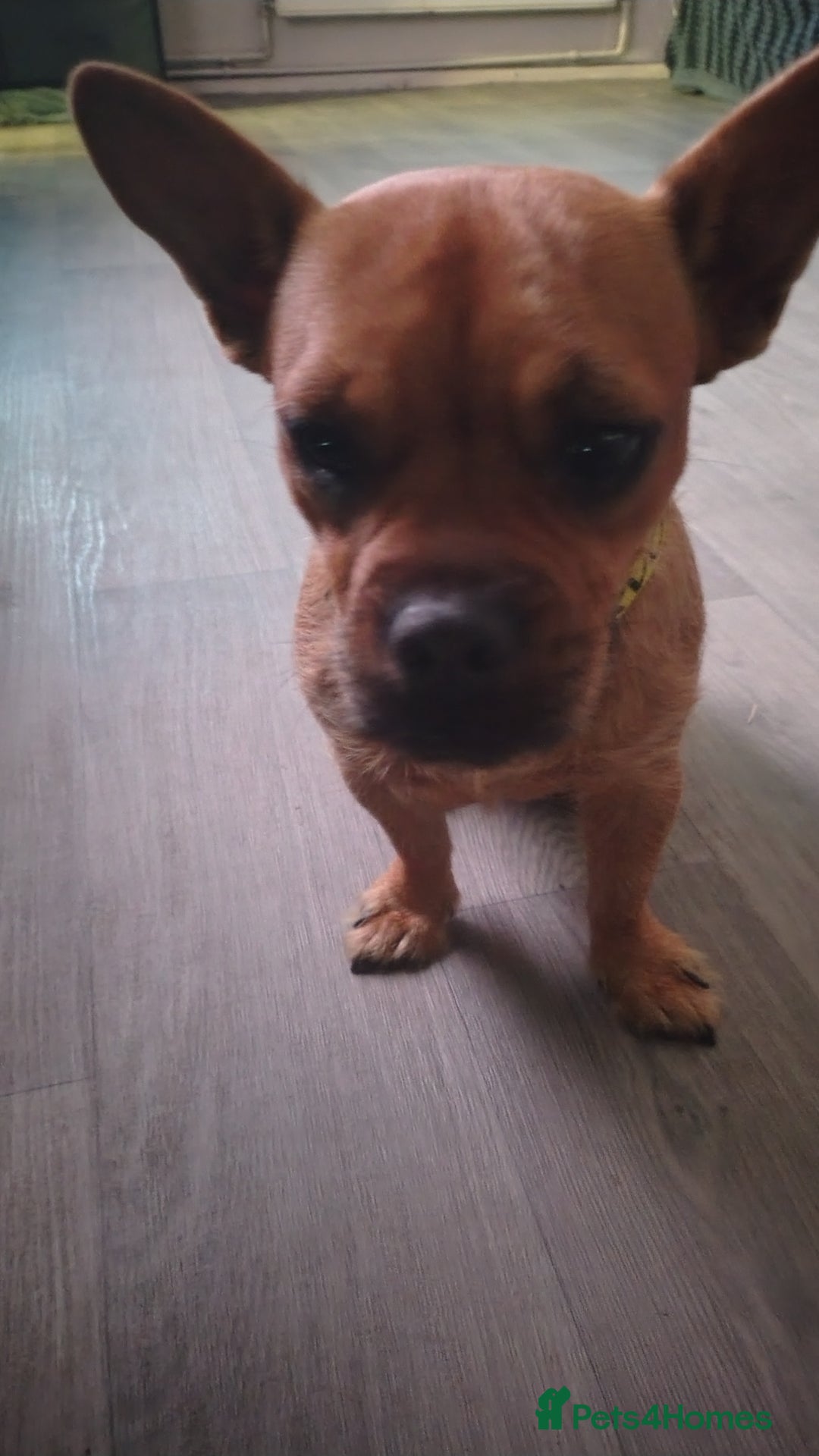 Mixed Breed dogs for sale: This is lola - Image 4