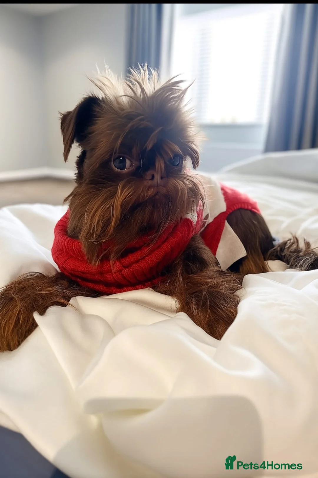 Griffon Bruxellois dogs for sale: Adorable chocolate boy - Advert 8