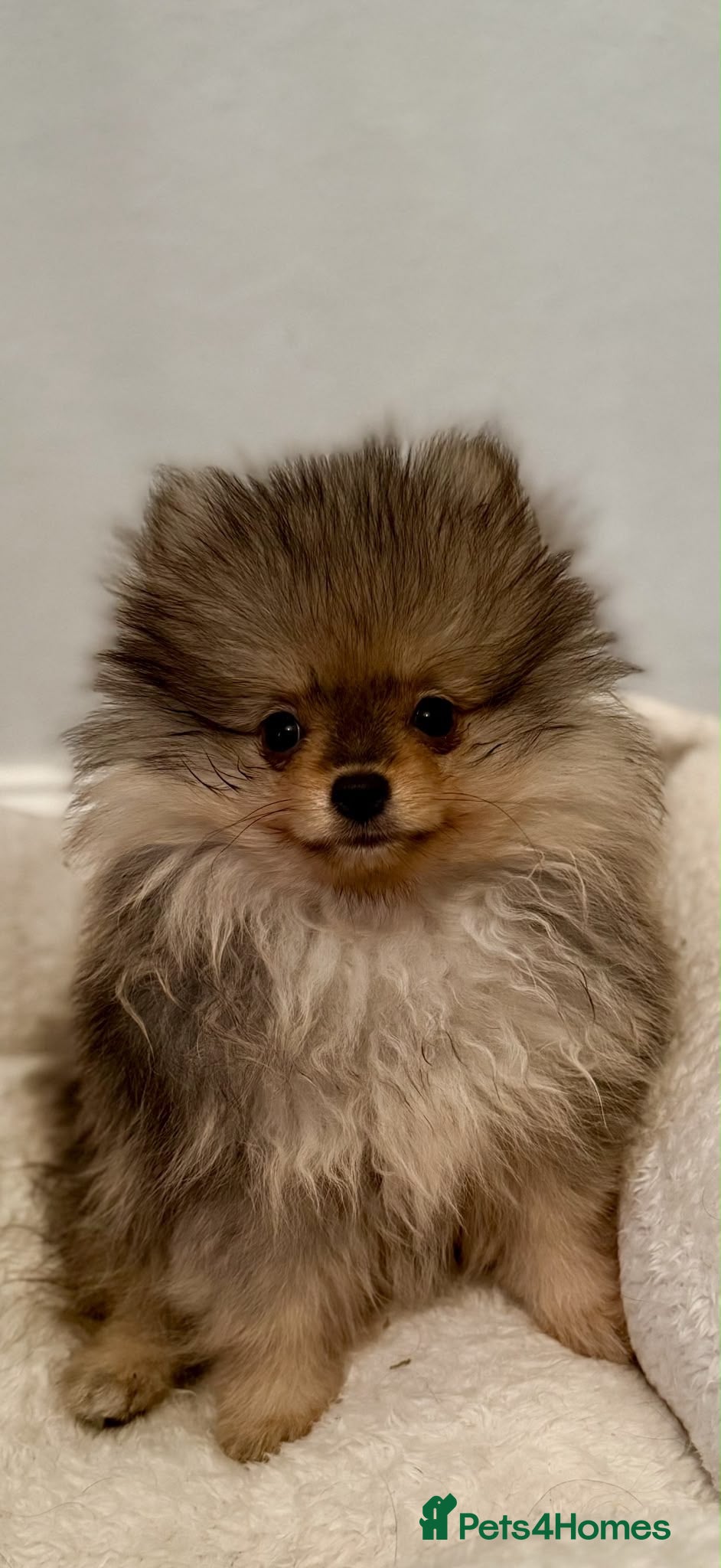 Pomeranian dogs Beautiful extra small Pomeranian puppies  - Advert 2