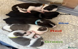 Mixed Breed dogs for sale: Staffie mix puppies - Image 1
