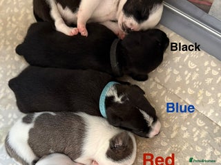 Mixed Breed dogs - Advert 29