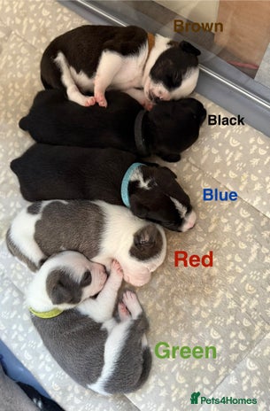 Mixed Breed dogs - Advert 3